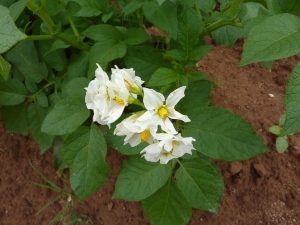 Heavenly Potato blossoms
