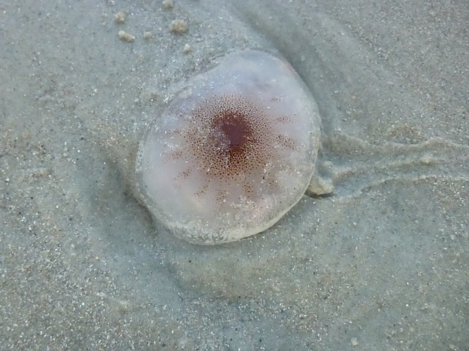 Jellyfish on Florida beaches