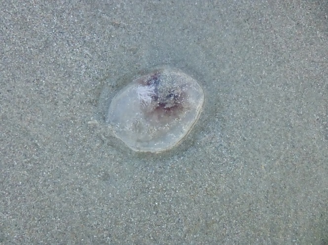 Jellyfish on the beach