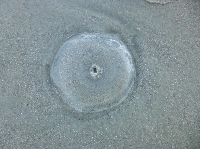 Moon Jellyfish on the Beach