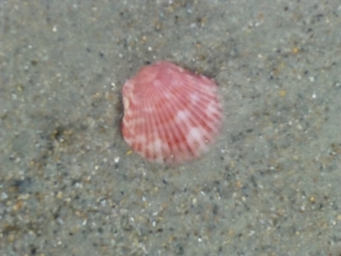 Pink seashell