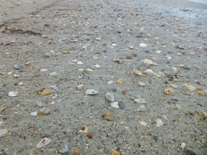 Pretty shells on the shore
