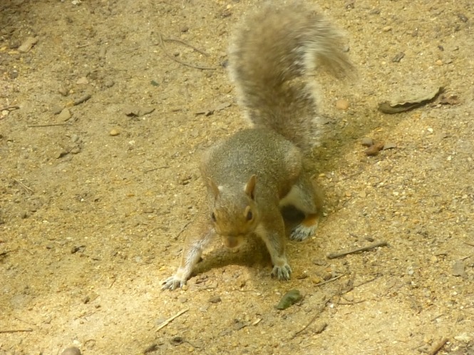 Squirrel Nutkin & Scamper