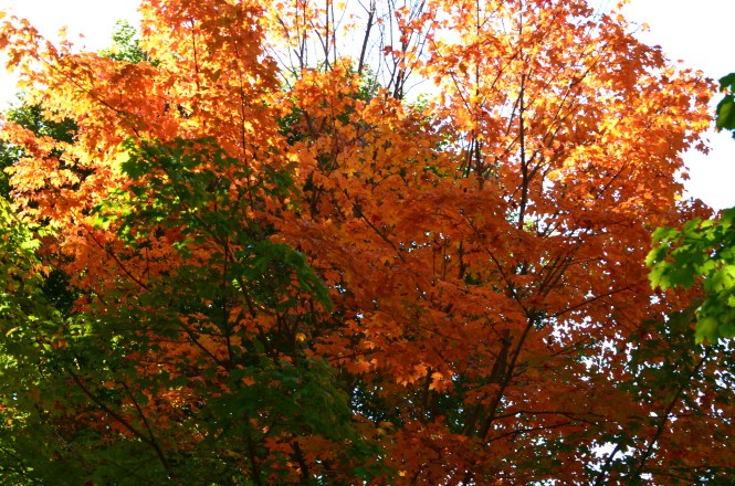 Fall in Vermont, Autumnal color of Vermont