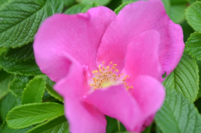 Maine seashore rose buds A rose so sweet poetry Lucy Larcom