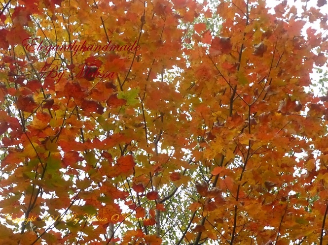 Every leaf speaks bliss to me emily bronte poetry fall foliage New England autumn in Vermont leaf peeping in Vermont