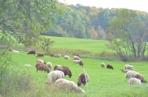 Tasha Tudor Birthday in Vermont sheep in the meadow 