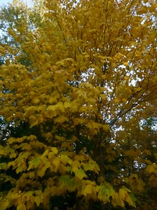 Brazen yellow leaves of September.